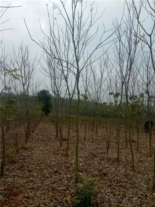 九江林木種子江西九江苗木基地紅豆杉