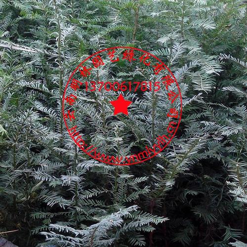 云南明林園藝綠化生產經營各種林木花卉種子種苗,需要量大的