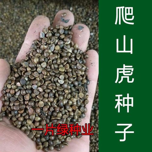新采爬山虎種子園林綠化行道樹苗木種子庭院爬藤植物林木樹種籽