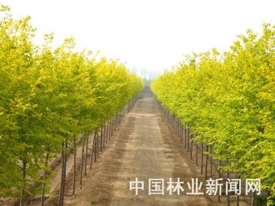 《種子法》啟航,我國現代林木種苗事業面臨深層變革
