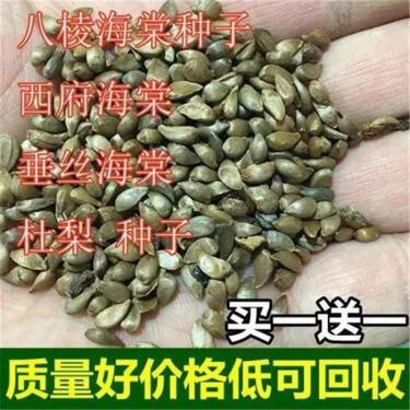 顏集卉新采林木種子海棠種子垂絲海棠八棱海棠種子北美海棠種籽海棠凈