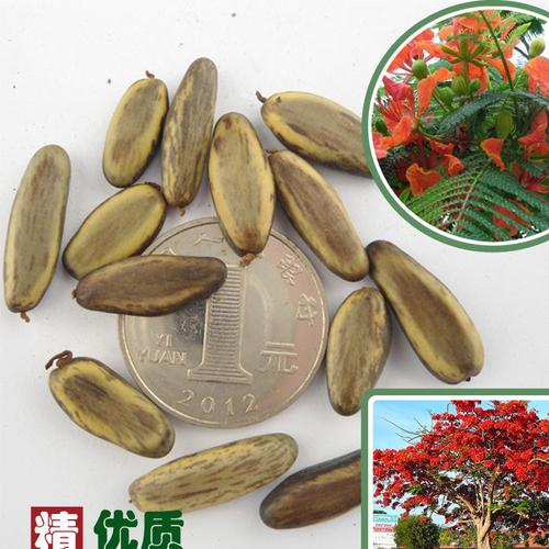 公司批發(fā)新采收 鳳凰木種子 火樹種子 紅花楹種子保證發(fā)芽率圖片