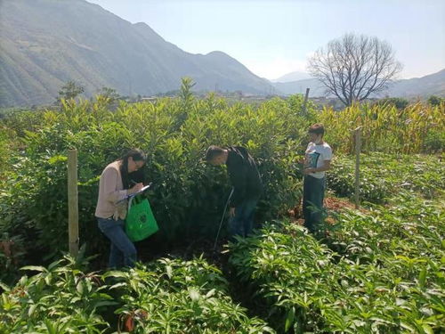 隆陽區(qū)林草局兩個到位 規(guī)范全區(qū)林草種子苗木市場秩序