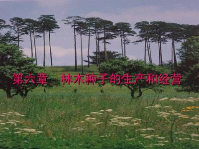 第六章 林木種子的生產(chǎn)和經(jīng)營PPT