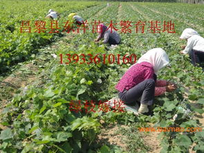 紫脆無核葡萄苗紫翠無核葡萄苗價(jià)格,紫脆無核葡萄苗紫翠無核葡萄苗價(jià)格生產(chǎn)廠家,紫脆無核葡萄苗紫翠無核葡萄苗價(jià)格價(jià)格