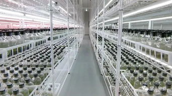 鐘祥市首獲國家級瀕危保護植物林木種子生產經營許可證