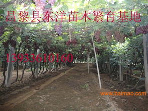北冰紅葡萄苗北冰紅葡萄苗價格批發–北冰紅葡萄苗北冰紅葡萄苗價格廠家–北冰紅葡萄苗北冰紅葡萄苗價格供應商