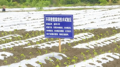 遵義新蒲 打造鄉村產業新 椒 點