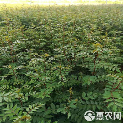 山東臨沂優質大紅袍花椒苗 林木種子生產經營許可證認證