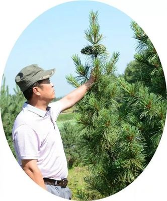 【媒體關注】黑龍江日報:李希才深山為家繁育樹種