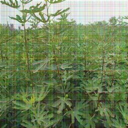 摘要 滄州華麗無花果小苗價格 無花果苗基地聯系方式