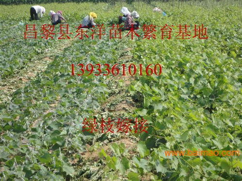 醉金香葡萄苗醉金香葡萄苗價格批發–醉金香葡萄苗醉金香葡萄苗價格廠家–醉金香葡萄苗醉金香葡萄苗價格供應商
