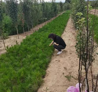 市林種苗站到涿鹿檢查林木種子生產經營執法工作