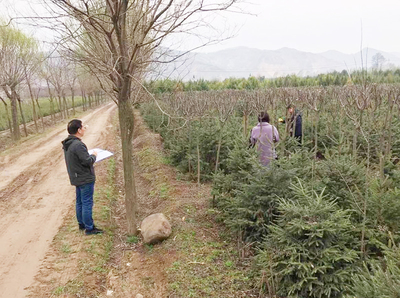 市林草局抽檢關山林管局春季造林苗木質量