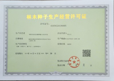 [花椒種子批發]優選獅子頭花椒種子,出芽率高,產量好,包郵包技術。價格3元/斤