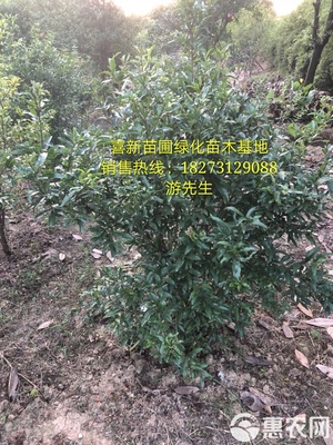 [花石榴苗批發(fā)]花石榴 價(jià)格85元/株