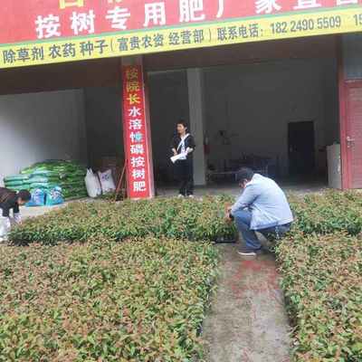 縣林業(yè)局技術(shù)人員到各苗圃開展苗木質(zhì)檢工作