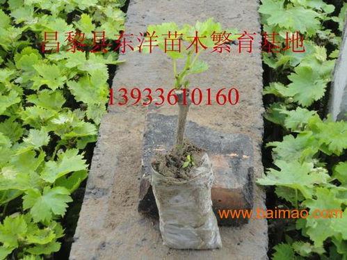 2014葡萄苗2014葡萄苗價格,2014葡萄苗2014葡萄苗價格生產廠家,2014葡萄苗2014葡萄苗價格價格