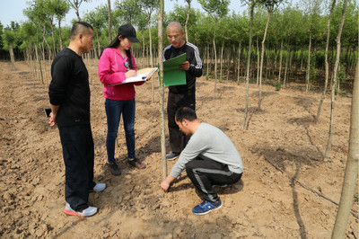 淄博市人民政府 部門動態(tài) 省林業(yè)廳到我市開展林木種苗行政執(zhí)法和種苗質(zhì)量檢查工作