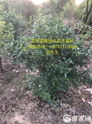 [花石榴苗批發]花石榴 價格85元/株