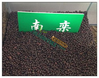 欒樹種子 供應(yīng)欒樹種子 中國花木網(wǎng)