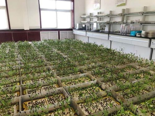 市林木種苗工作站完成2021年度飛播造林種子檢驗(yàn)任務(wù)