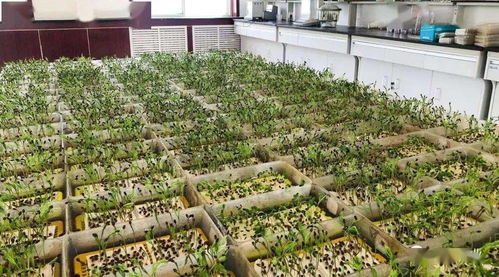 市林木種苗工作站完成2021年度飛播造林種子檢驗(yàn)任務(wù)