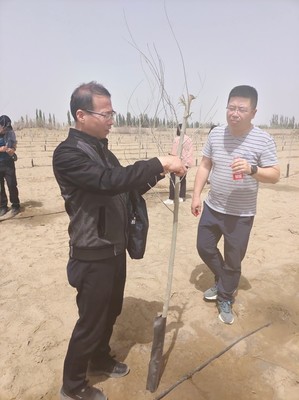 新疆生產(chǎn)建設(shè)兵團(tuán)2022年林木種苗質(zhì)量 抽查工作圓滿結(jié)束