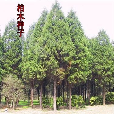 苗木生產(chǎn)許可證 林木種子生產(chǎn)經(jīng)營許可證