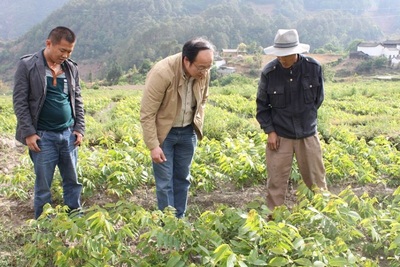 方向京深入瀘水縣調(diào)研林木種苗發(fā)展情況