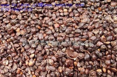 新樂昌含笑種子是什么價格?