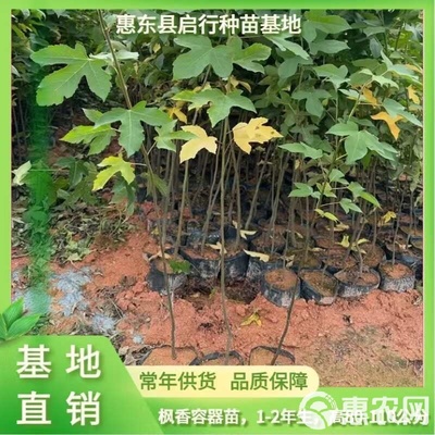 廣東省惠州市惠東縣 楓香苗 林木種子生產(chǎn)經(jīng)營(yíng)許可證 精品苗木