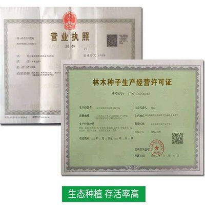 新品種優(yōu)系L藍(lán)莓苗基地 需冷量低自育 根系發(fā)達(dá) 易豐產(chǎn)