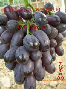 摩爾多瓦葡萄苗摩爾多瓦葡萄苗價格,摩爾多瓦葡萄苗摩爾多瓦葡萄苗價格生產廠家,摩爾多瓦葡萄苗摩爾多瓦葡萄苗價格價格