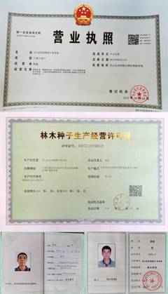 妃子笑荔枝嫁接苗、營養杯苗、高壓枝苗