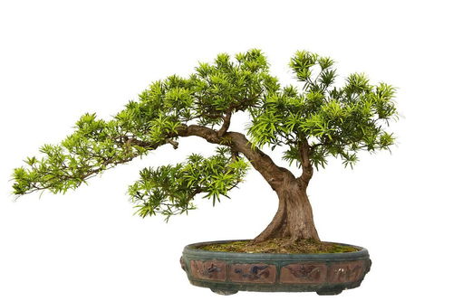 月季花不發(fā)新芽掉葉子
