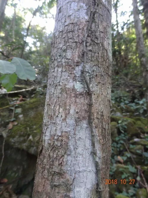 尋烏 第二次林木種質(zhì)資源外業(yè)調(diào)查工作完成,成果豐碩......