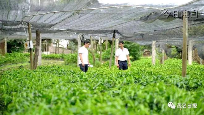 廣東首個奇楠沉香區(qū)域品牌培育標準化試點項目落戶電白