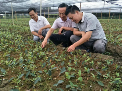 省種苗站站長宋自力一行到婁底市檢查油茶種苗生產情況