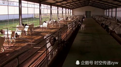 這種羊年銷售可達3000萬