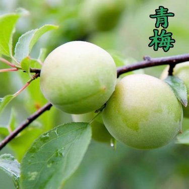 銷售苗木一定要辦林木種子生產許可證嗎?