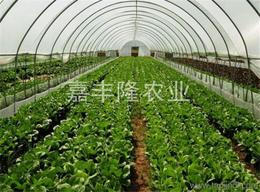 農業蔬菜批發 可靠的農業蔬菜廠家貨源 供應信息