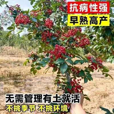 山東臨沂優質大紅袍花椒苗 林木種子生產經營許可證認證