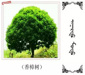 這些樹木的蒙古名稱您知道多少