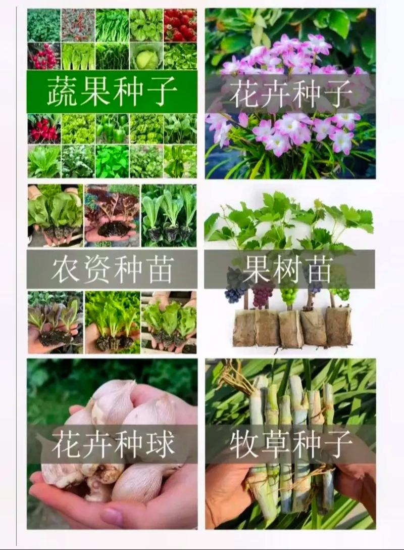 林草種子生產經營許可證辦理.平臺上銷售林木樹苗,蔬菜種子,農