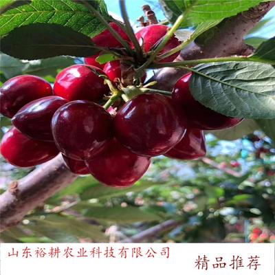 誠信矮化吉塞拉櫻桃苗 車厘子櫻桃苗 櫻桃苗供應 櫻桃樹苗供應