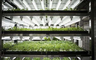 揭秘日本農業的 秘密武器 產量增加100倍