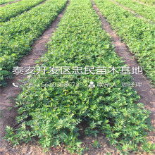 【園林綠化樹木種子批零】-