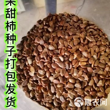 柿子種子 林木種子生產經營許可 浙江紹興供貨
