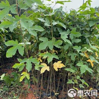 廣東省惠州市惠東縣 楓香苗 林木種子生產經營許可證 精品苗木
